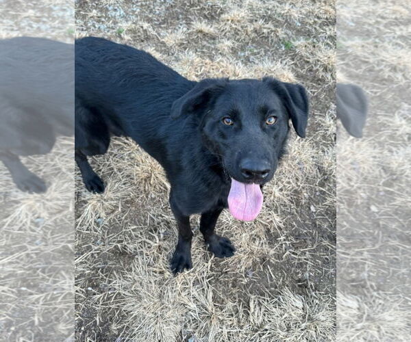 Medium Photo #1 Golden Shepherd Puppy For Sale in Thomasville, NC, USA