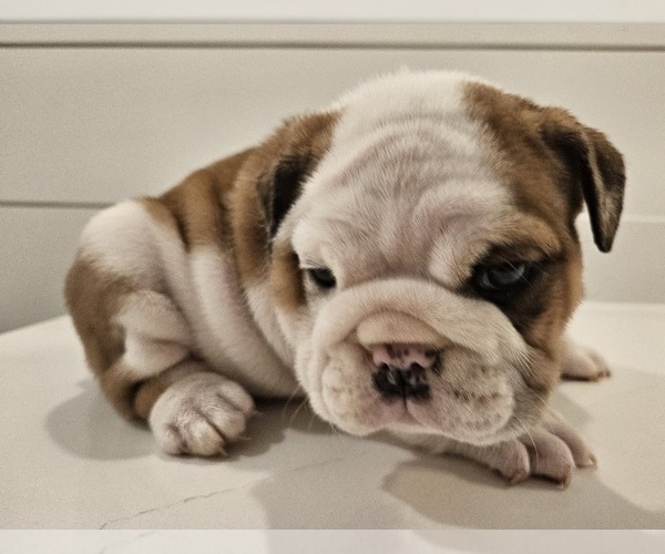 Medium Photo #6 English Bulldog Puppy For Sale in SAINT CHARLES, IL, USA