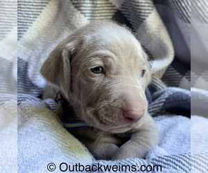 Weimaraner Puppy for sale in PENSACOLA, FL, USA