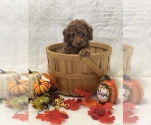Poodle (Toy) Puppy for sale in CUMBERLAND, OH, USA