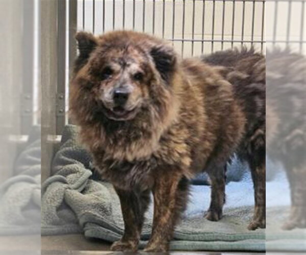 Medium Photo #1 Chow Chow Puppy For Sale in Rancho Cucamonga, CA, USA