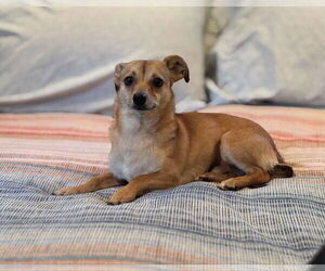 Chihuahua Dogs for adoption in Sandy, UT, USA