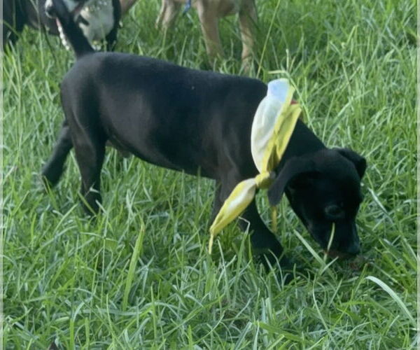 Medium Photo #5 Labrador Retriever-Unknown Mix Puppy For Sale in Oakhurst, NJ, USA