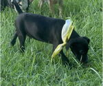 Small #4 Labrador Retriever Mix