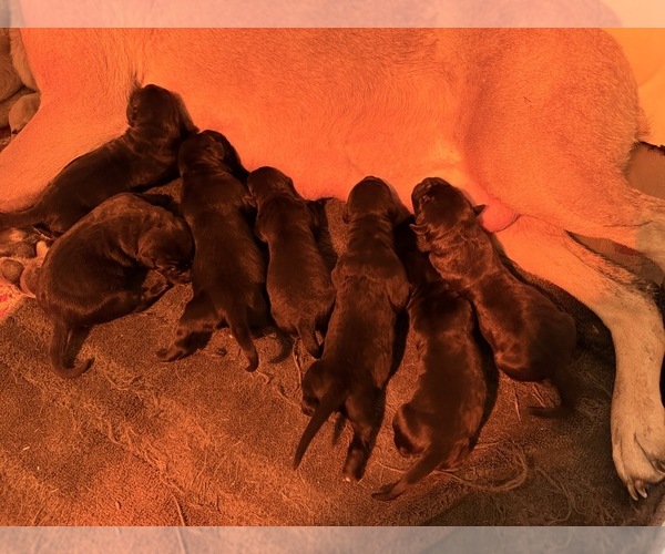 Medium Photo #2 Cane Corso Puppy For Sale in BEAVERDAM, VA, USA