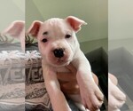 Small #8 Staffordshire Bull Terrier