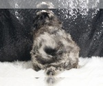 Small Photo #7 Poodle (Toy) Puppy For Sale in WARSAW, IN, USA