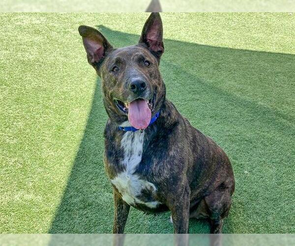 Medium Photo #1 Dutch Shepherd -Unknown Mix Puppy For Sale in Orange, CA, USA
