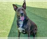 Small Dutch Shepherd  Mix