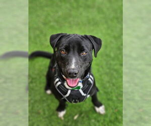 Labrador Retriever-Unknown Mix Dogs for adoption in Milwaukie, OR, USA