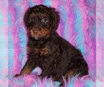 Image preview for Ad Listing. Nickname: choc phantom