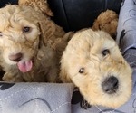 Small Photo #4 Goldendoodle Puppy For Sale in GRANTSVILLE, UT, USA