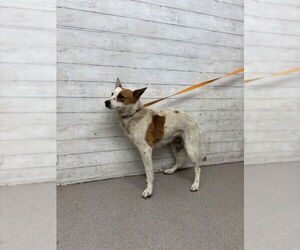 Australian Cattle Dog Dogs for adoption in San Bernardino, CA, USA