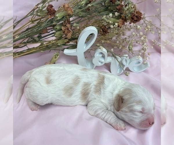 Medium Photo #10 Cavapoo Puppy For Sale in PENSACOLA, FL, USA