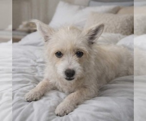 Mutt Dogs for adoption in Minneapolis, MN, USA