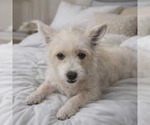 Small Mutt