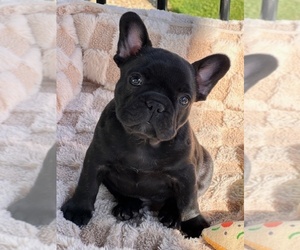 French Bulldog Puppy for sale in BURTON, OH, USA
