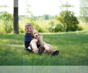 Labradoodle Puppy for sale in NOWTHEN, MN, USA
