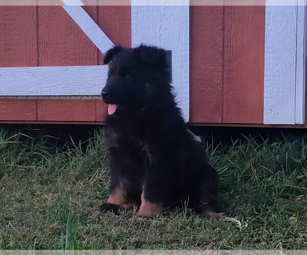 Medium Photo #5 German Shepherd Dog Puppy For Sale in COUCH, MO, USA