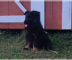 Litter of 2 - Female German Shepherd DogLitter of Puppies for Sale - Photo #5