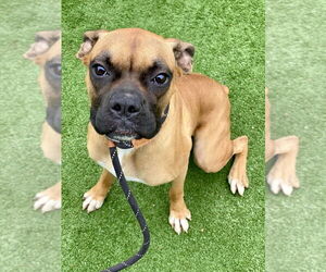 Boxer Dogs for adoption in Austin, TX, USA
