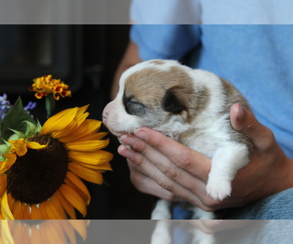 Medium Photo #1 Pembroke Welsh Corgi Puppy For Sale in FAIR GROVE, MO, USA