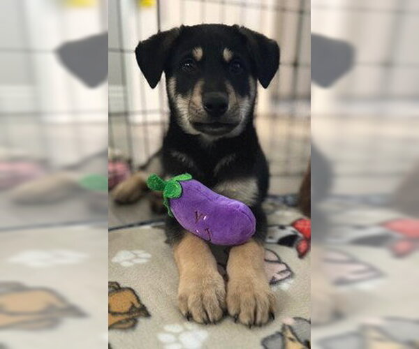 Medium Photo #1 Siberian Husky Puppy For Sale in Fremont, CA, USA