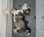 Puppy Puppy 5 Siberian Husky