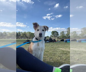 Mutt Dogs for adoption in Sandy, UT, USA