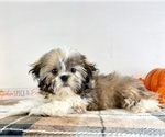 Small #2 Shih Tzu