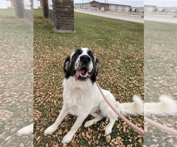 Medium Photo #3 Great Pyrenees-Unknown Mix Puppy For Sale in Lakewood, CO, USA