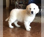 Puppy 1 English Cream Golden Retriever