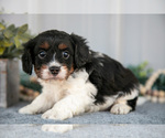 Small #2 Cavapoo