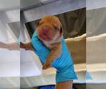Small Photo #1 American Staffordshire Terrier Puppy For Sale in San Antonio, TX, USA