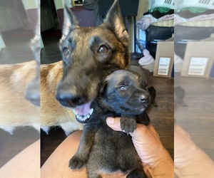 Belgian Malinois Puppy for sale in NORTHBORO, MA, USA