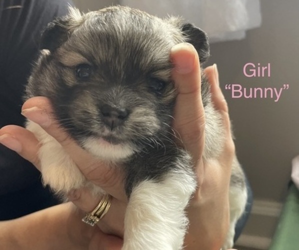 Medium Photo #5 Pomeranian Puppy For Sale in EMPORIA, VA, USA