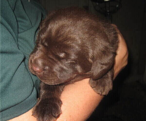 Medium Photo #7 Labrador Retriever Puppy For Sale in ATHOL, MA, USA