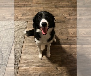 Border Collie Puppy for sale in GLENDALE, AZ, USA