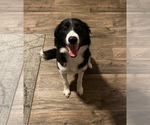 Small Photo #1 Border Collie Puppy For Sale in GLENDALE, AZ, USA