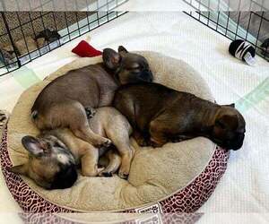 French Bulldog Puppy for Sale in BARK RIVER, Michigan USA