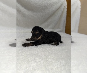 Medium Cavapoo mix (+ Poodle Miniature)