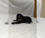 Puppy Puppy 5 Cavapoo mix (+ Poodle Miniature)