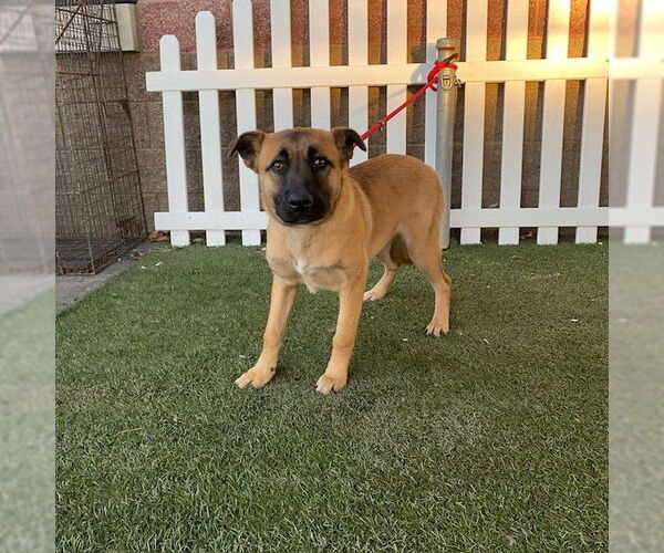 Medium Photo #2  Puppy For Sale in , 