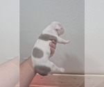 Small #2 American Bulldog