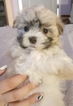 Small Photo #1 Cotonese Puppy For Sale in ORLANDO, FL, USA