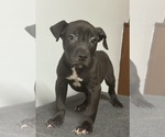 Image preview for Ad Listing. Nickname: Blackie