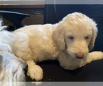 Small Photo #7 Goldendoodle Puppy For Sale in ROANOKE, TX, USA
