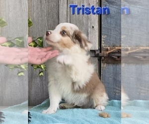 Miniature Australian Shepherd Puppy for sale in FREMONT, MI, USA