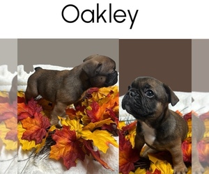 Medium French Bulldog