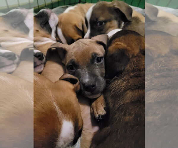 Medium Photo #2 Mutt Puppy For Sale in Sequim, WA, USA